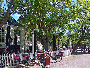 dappled shade beside playground