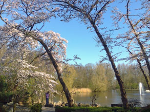 magnificent Cherry and Magnolia trees