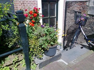 Spring: A pavement garden smaller than your desk in Amsterdam
