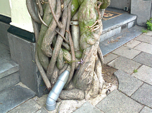 Wisteria, trunks and branches...