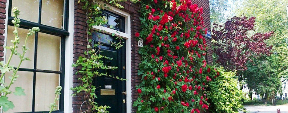 roses on a walk along a leafy canal in green Amsterdam