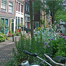 pavement garden in amsterdam