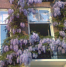 wisteria on amstel river in amsterdam