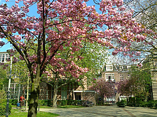 Spring in Amsterdam