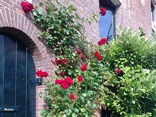 Roses in summer in Amsterdam