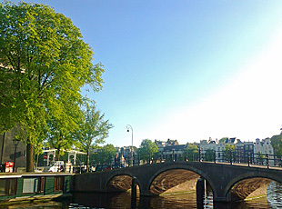 Elm near Hermitage Museum