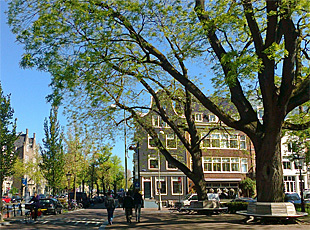 Pagoda trees (Sophora japonica) on Falckstraat