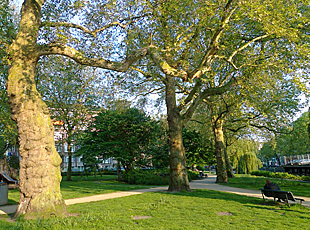 Plane trees Weteringplantsoen (diagonally opposite Rijksmuseum)