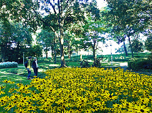 Yellow flowers in Amstel Park along the Amstel near RAI Exhibition Centre