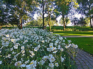 White flowers in Amstel Park along the Amstel near RAI Exhibition Centre