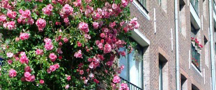 Roses along canal in Amsterdam