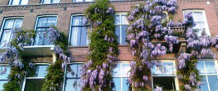 Wisteria Walk in Amsterdam