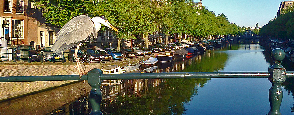 Heron on bridge at canal in Amsterdam