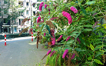 Buddleja near the Kromboomsloot(Nieuwmarkt area)