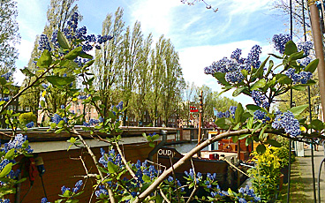 Ceanothus nr Rijksmuseum (with beautiful Italian poplars in the background)