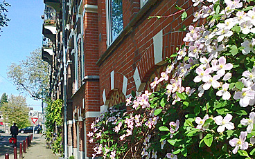 Clematis on Nieuwe Prinsengracht (big thanks to whoever left their rubbish out)