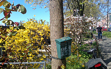 Forsythia along the Weesperzijde