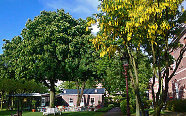 Laburnum in the Hoftuin