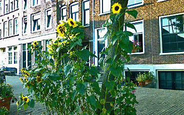Sunflowers on Kadijkstraat
