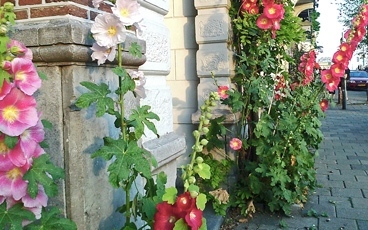 hollyhocks in pavement garden in amsterdam in summer