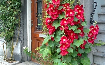 red hollyhocks in pavement garden in amsterdam in summer