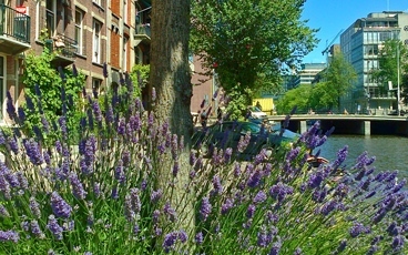 cushions of lavender in amsterdam in summer