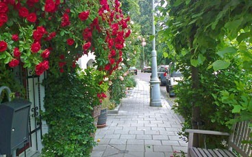 pavement garden in amsterdam in summer