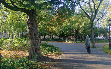 trees on Frederiksplein in Amsterdam