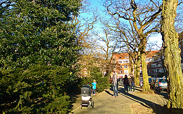 Trees in Jekerstraat Amsterdam